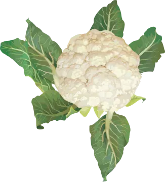 a white caulia flower with green leaves