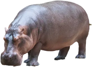 a hippo is standing on a white surface