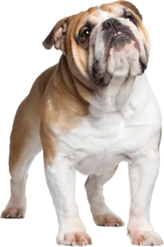 a small brown and white dog standing on a white background