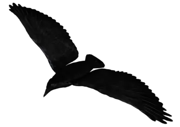 a black bird flying in the sky