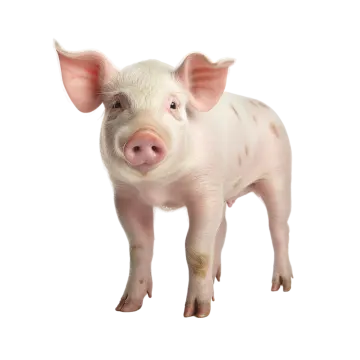 a small pig standing on a white surface