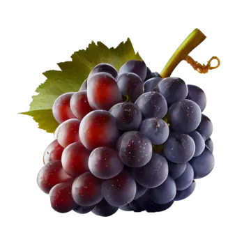 a bunch of grapes on a white background