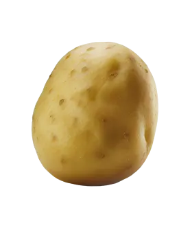 a potato on a white background