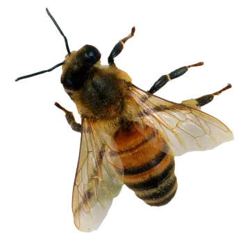 a bee on a white background