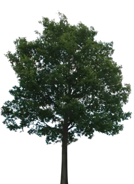 a large tree on a white background