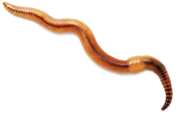 a worm on a white background