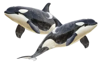 two orca whales jumping in the air