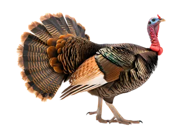 a close up of a turkey on a white background