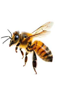 a close up of a bee on a white background