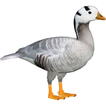 a gray and white duck standing on the ground