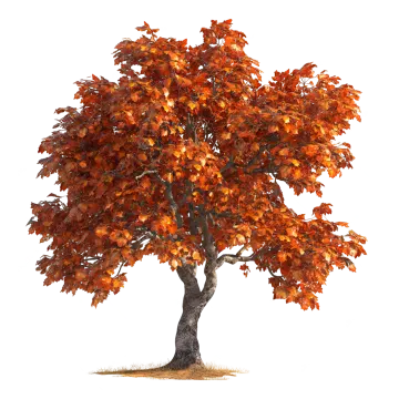 a tree with orange leaves on it