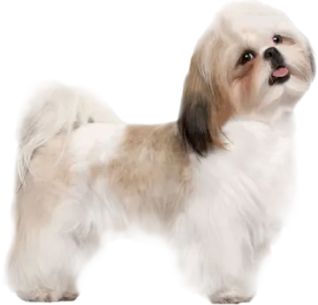 a small white and brown dog standing on a white background