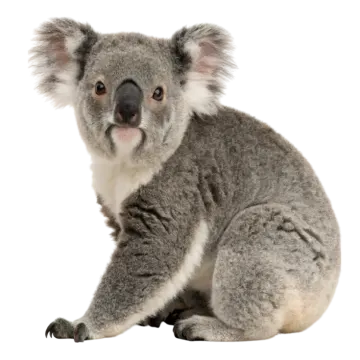 a baby koala is sitting on the ground