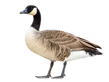 a canada goose standing on a white background