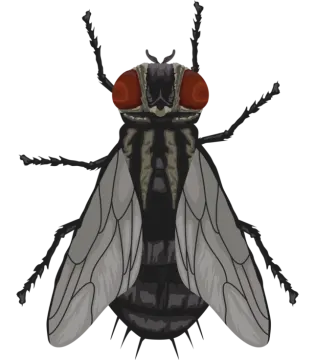 a drawing of a fly insect