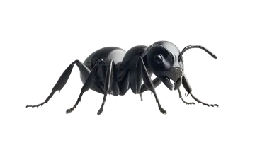 a black beetle on a white background