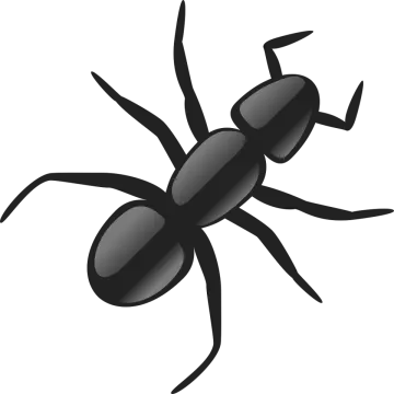 a black spider on a white background
