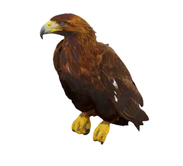 a large brown bird standing on a white surface