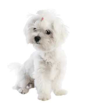 a small white dog sitting on a white surface
