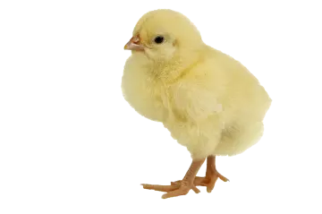 a small yellow chicken on a white background