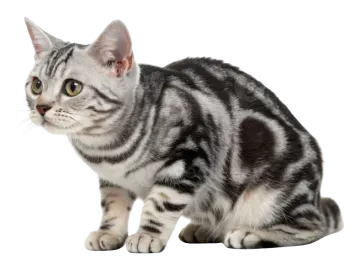 a gray and white kitten sitting on the floor