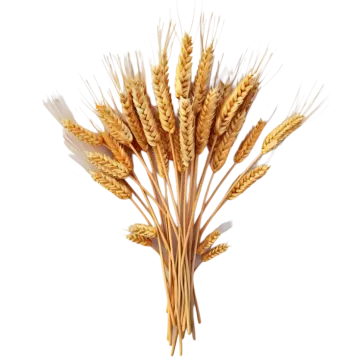 wheat stalks on a white background