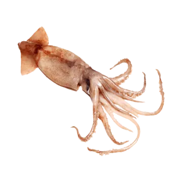 an octopus is standing on a white surface