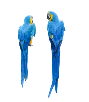 two blue parrots sitting on a branch
