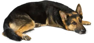 a black and brown dog laying on the ground