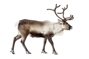 a reindeer walking across a white background