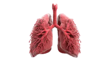an image of the lungs