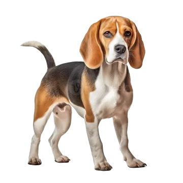 a beagle puppy standing in front of a white background