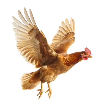 the bird is brown
