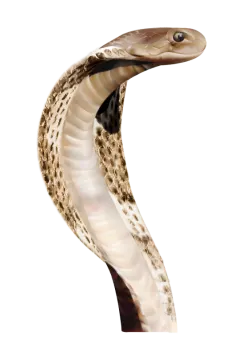 the head of a snake
