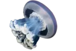 an image of a blue and white object