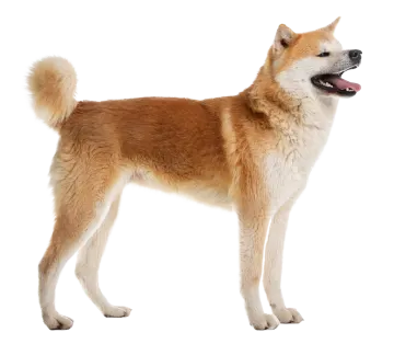 a dog standing in front of a white background