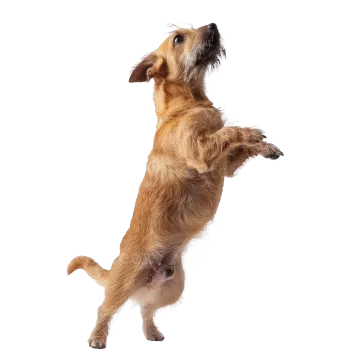 a dog jumping up in the air