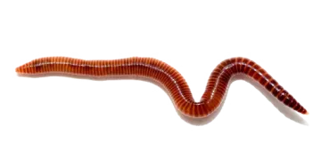 a worm on a white background