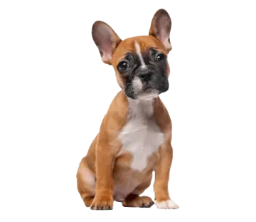 a small brown and white dog sitting down