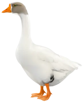 a white duck with orange feet