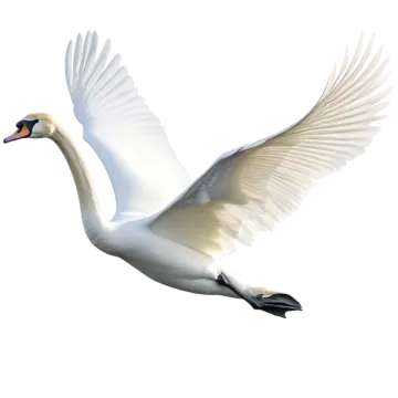 a white swan flying with its wings spread