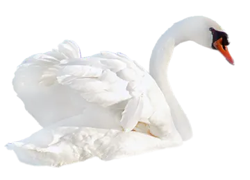 a white swan