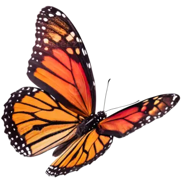 a monarch butterfly on a white background