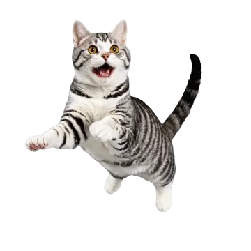a gray and white cat jumping in the air