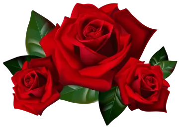 three red roses on a white background