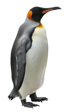 a black and white penguin