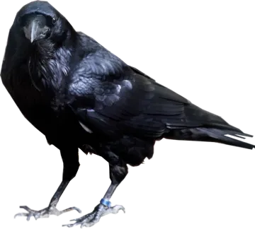a black bird standing on a white surface