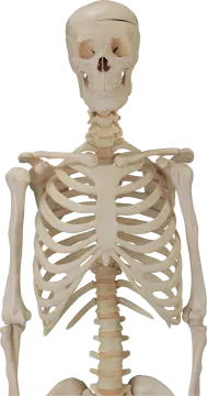 a human skeleton is shown in this image