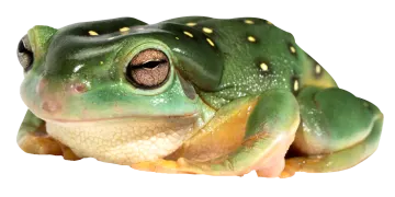 a close up of a green frog on a white background