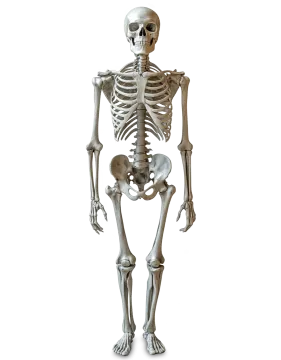 a human skeleton on a white background